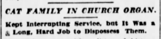 New York Sun, February 18, 1902
Cat Family in Church Organ
