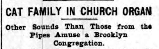 New York Herald, February 18, 1902
Cat Family in Church Organ