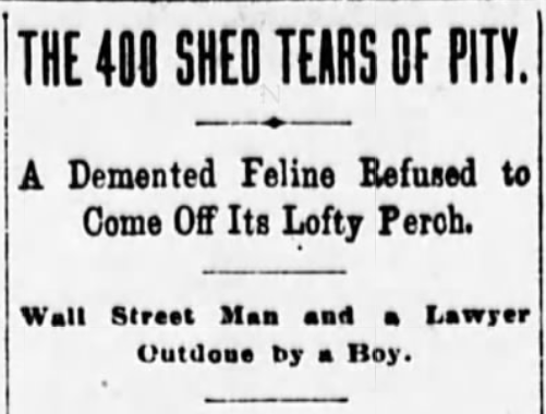 The New York Evening World, February 20, 1893
Cat stuck in tree
