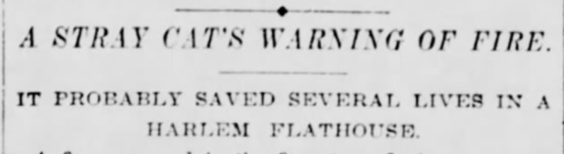 Stray cat warns of fire, New York Tribune, February 4, 1897