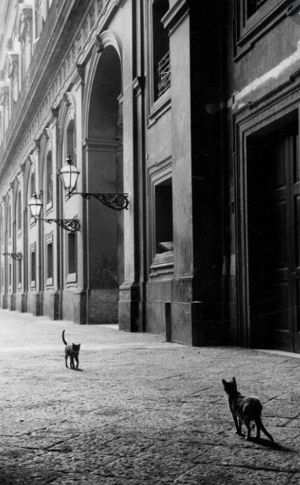 Adams Express only hired street cats when its staff of cellar-born felines had diminished. 