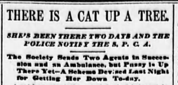 New York Sun, May 14, 1892
Cat up a tree on West 11th Street