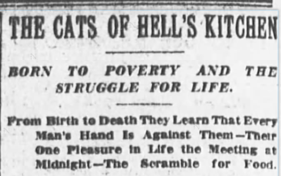 New York Sun, June 9, 1907
The Cats of Hell's Kitchen