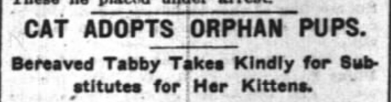 New York Times, July 19, 1904
Cat Adopts Orphan puppies