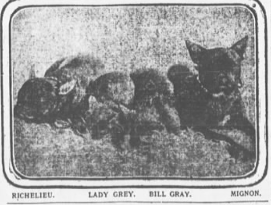 Lady Gray with her kitten, Bill Gray, and two of her adopted orphan puppies, Richelieu and Mignon. 