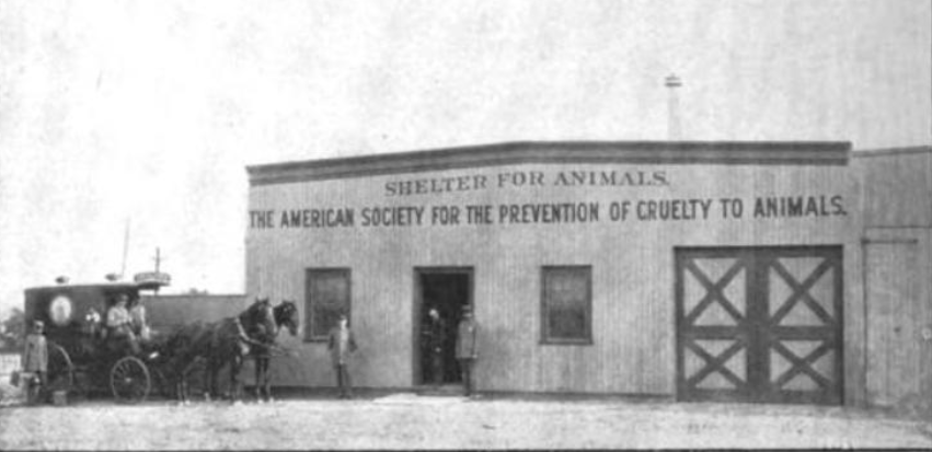 The old wooden shelter on the corner of Malbone Street and Nostrand Avenue.  Photo via the ‘The American Society for the Prevention of Cruelty to Animals Forty-Eighth Annual Report‘ 