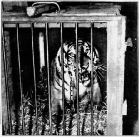 The Colonel is back in his cage after escaping from the Ringling Brothers circus in Woodside. New York Daily News, May 9, 1939