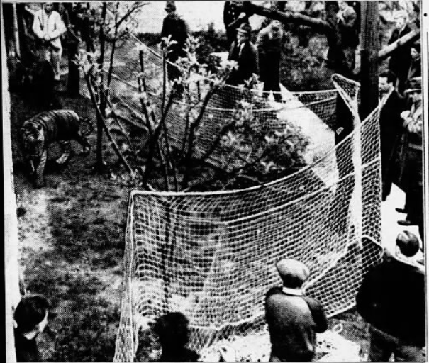 The tiger was held at bay with nets in the backyard of 38-29 Woodside Avenue until a circus cage arrived.New York Daily News, May 9, 1939