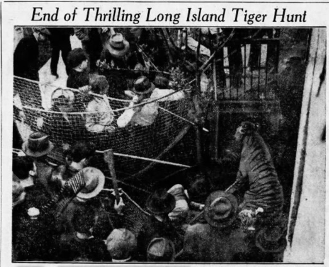 The Colonel was captured in the backyard of 38-29 Woodside Avenue.  Notice the man with a lawn rake in the lower left. Elmira Star-Gazette, May 9, 1939
