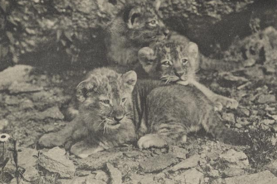 In 1931, the Central Park Zoo tried to sell three of its lion clubs at auction. (These cubs are from the old New York Zoological Park in the Bronx, 1904). Museum of the City of New York Collections
