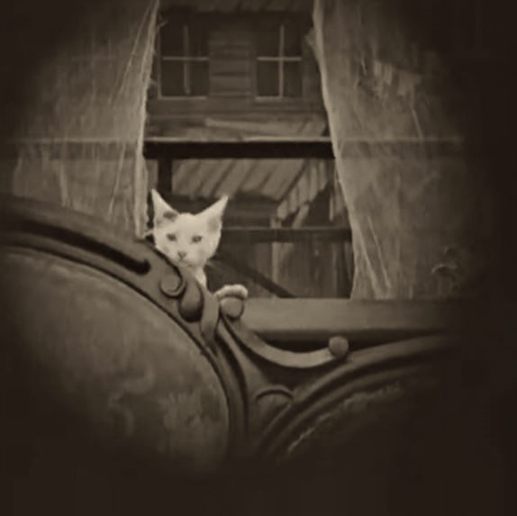 The kitten from the opening scene of Regeneration makes another appearance--he was the star kitty!