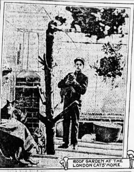 Some of the feline "beneficiaries" at the London home for cats; Brooklyn Daily Eagle, December 14, 1913
﻿