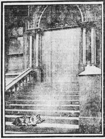 Deserted pet cat on the steps of the Edwin Gould residence. New York Evening World, September 8, 1902.