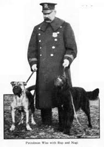 A Parkville police officer with New York Police Department second-generation police dogs Rap and Nogi, around 1915.