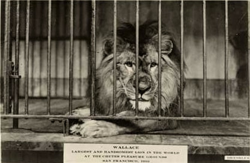 Wallace the Lion