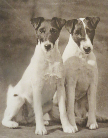 Vintage photo, fox terriers