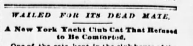 The Sun, January 7, 1897
New York Yacht Club cat story
