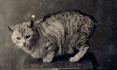 Vintage manx cat
