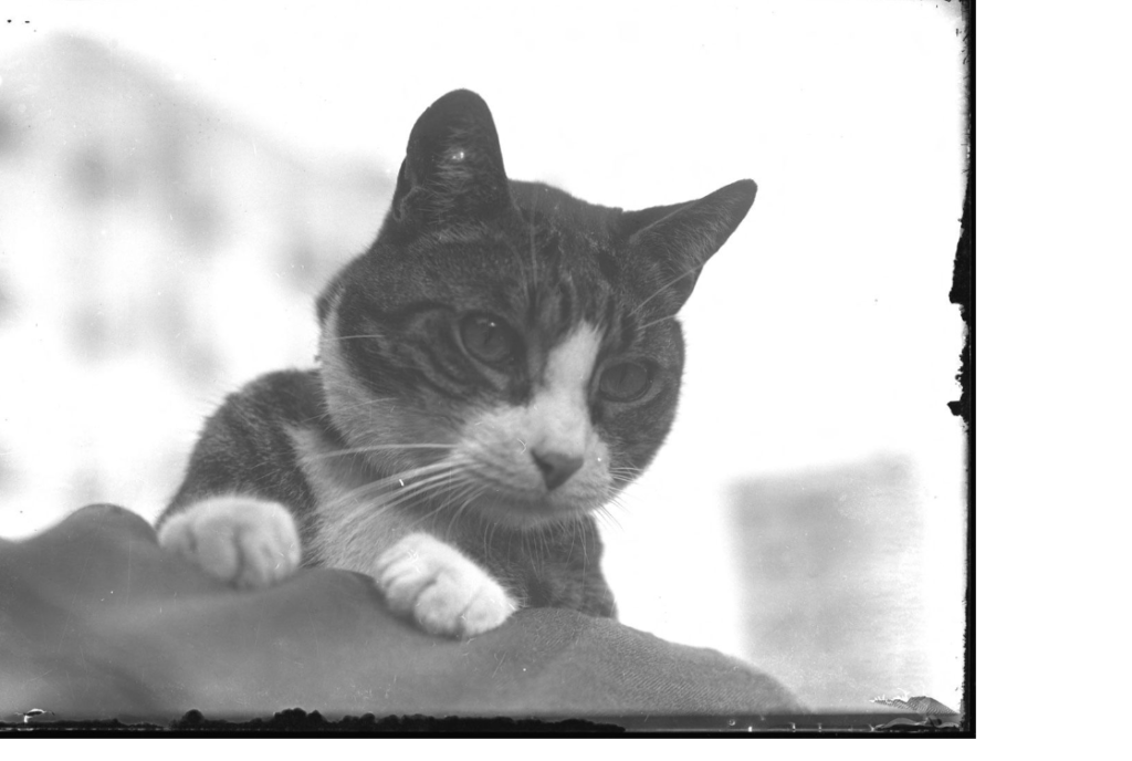 Reddy the Cat. New-York Historical Society
William D. Hassler