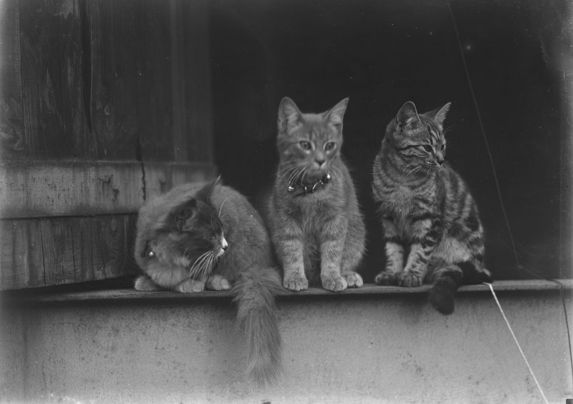 Peaches with two other unidentified cats, August 1916.