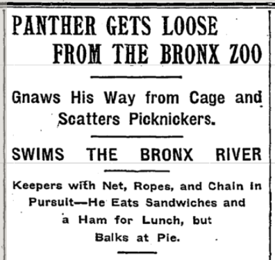 Great Panther Hunt. New York Times, July 28, 1902