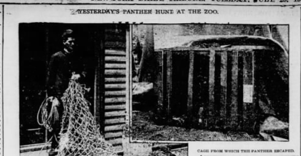 New-York Daily Tribune. July 29, 1902. 
Bronx Panther Hunt