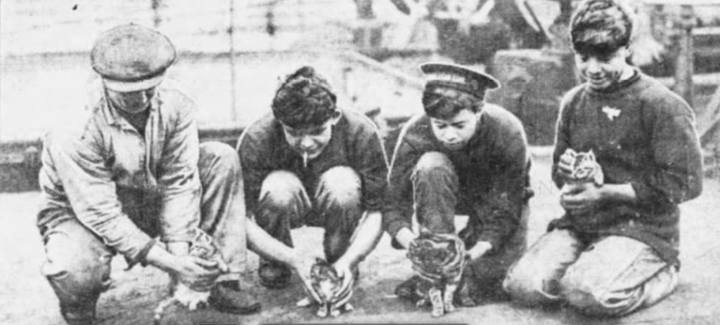 Minnie of the RMS Cedric with her three kittens on December 26, 1922