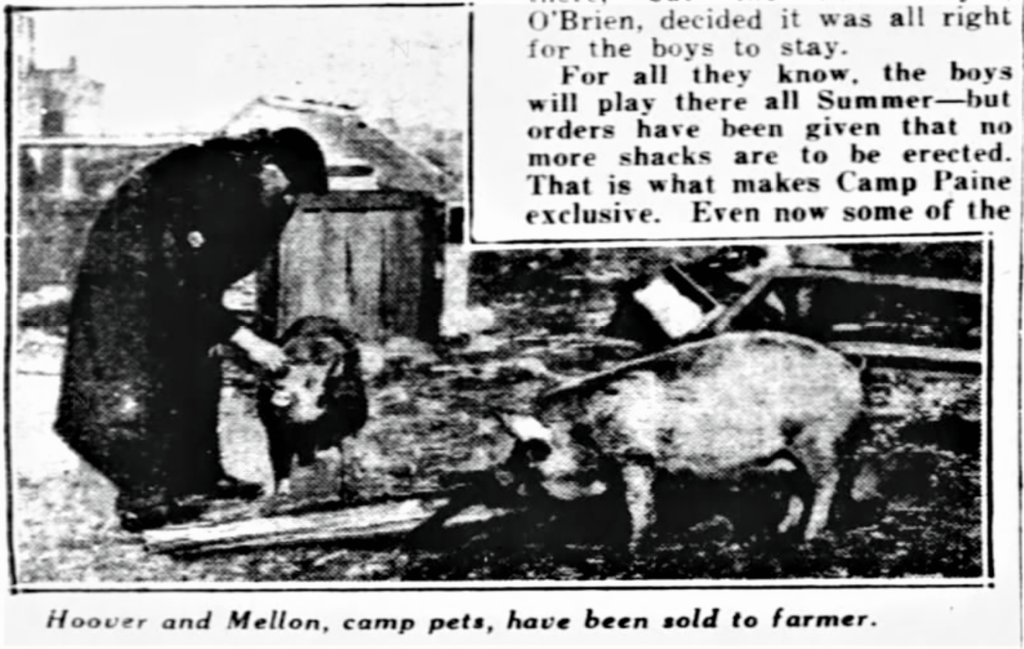 A resident of Camp Thomas Paine with pet pigs Herbert Hoover and Andy Mellon.