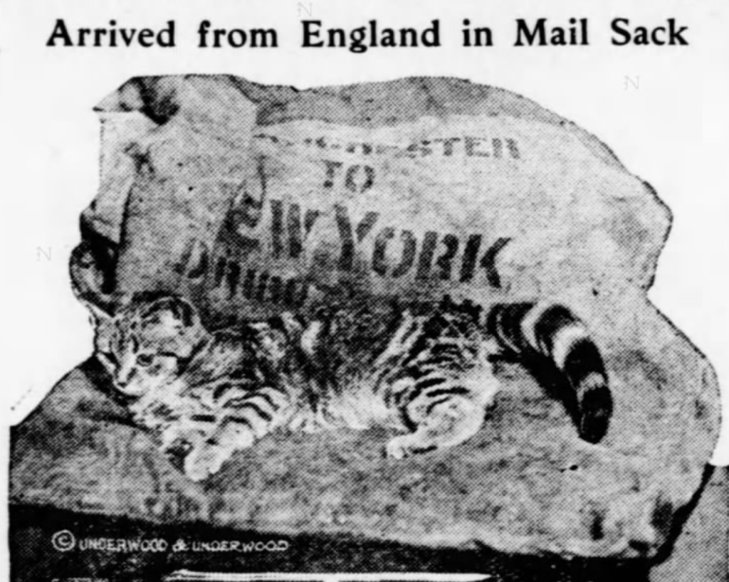 The poor kitten spent 8 days without food and water in a sealed mail sack on board the RMS Aquitania, which sailed from England to New York in December 1922. 