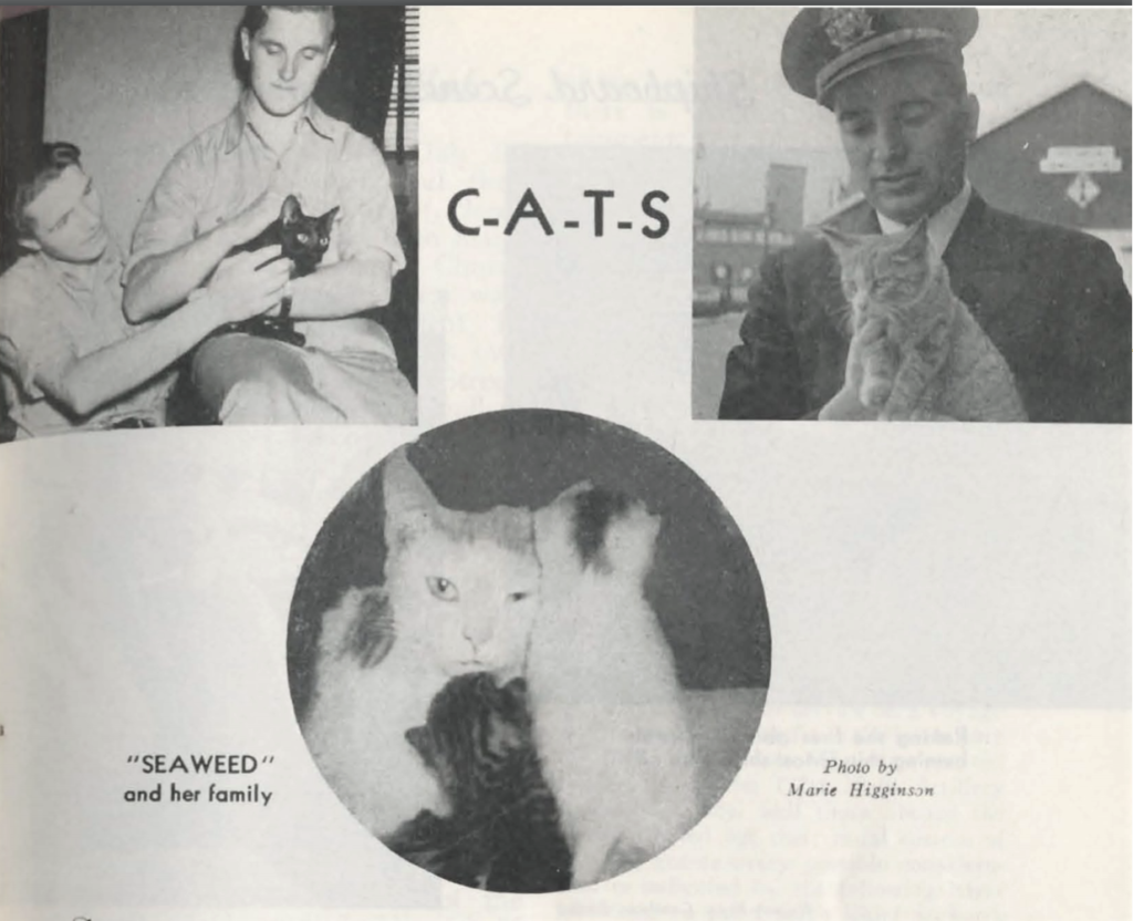 Seaweed and her kittens were mascots of the Seamen's Church Institute in the 1940s.
