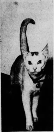Bosun, Seamen's Church Institute cat, at the Brooklyn-Long Island Cat Show