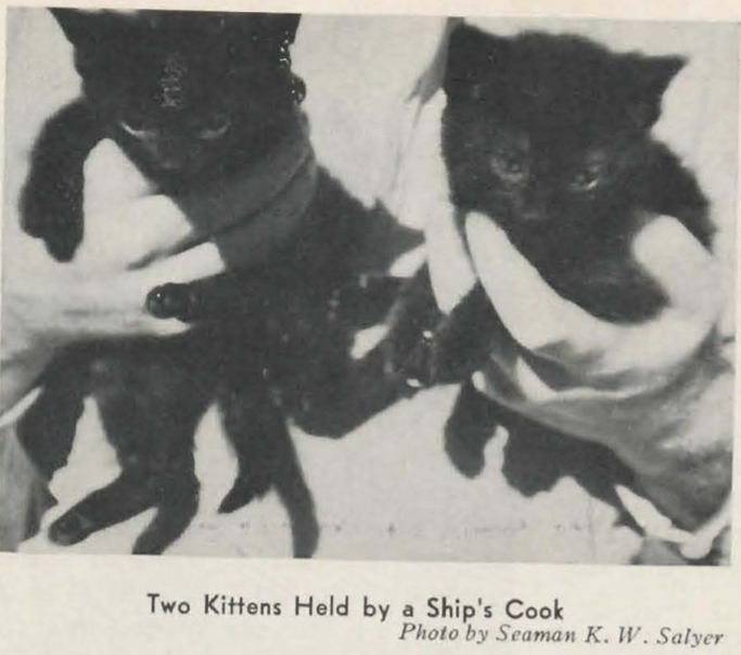 The Lookout, June 1939, Two black kittens