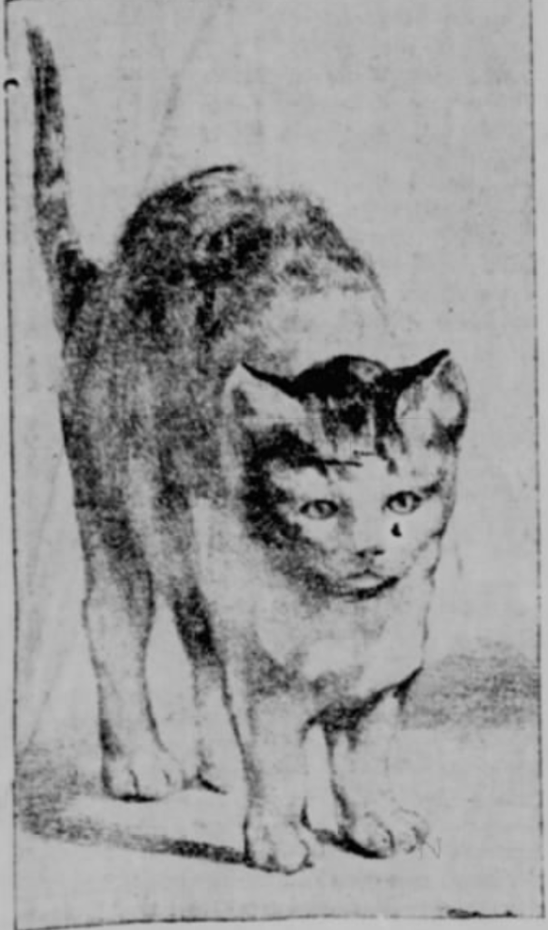 One of the many cats at the 1899 International Cat Show.