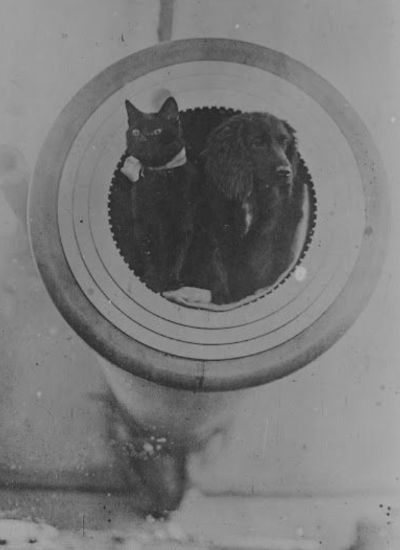 Ship's cat and dog, vintage. 