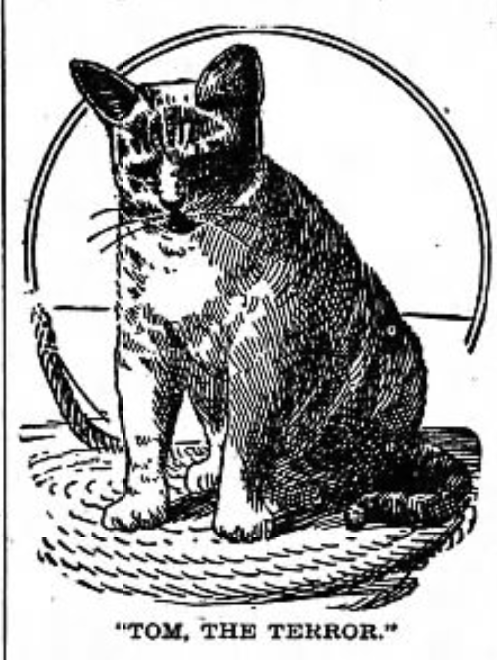 Tom the Terror ship cat of the United States Navy