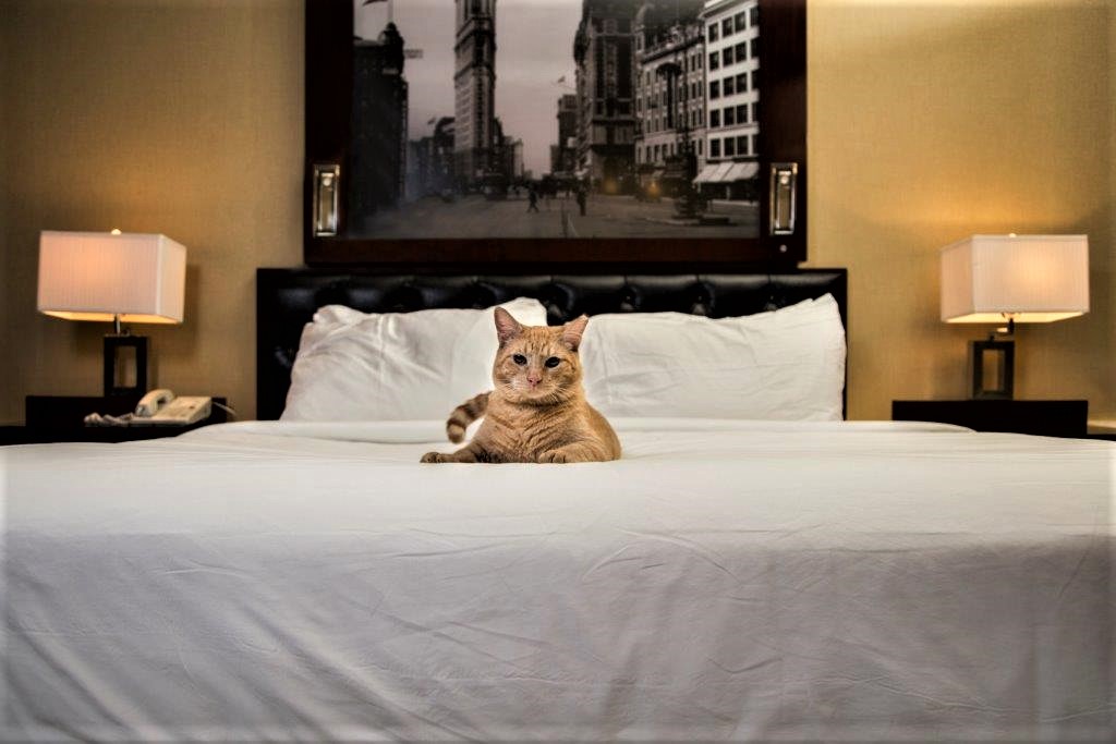 Hamlet, the legendary cat of the Algonquin Hotel. Photo, courtesy Algonquin Hotel. Learn about Hamlet at Jane's Cat Walk. 