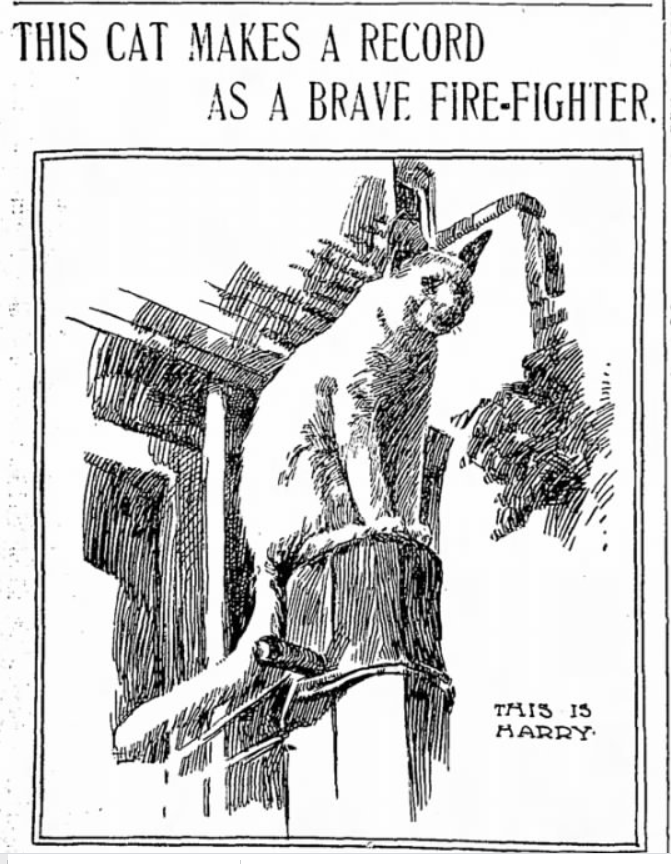 Harry the hero cat of Remsen Street. New York World, December 11, 1899
