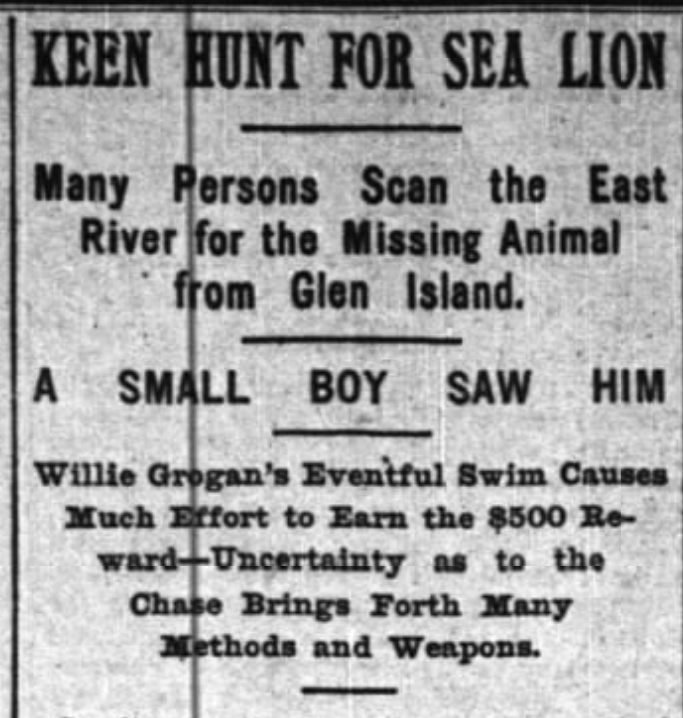 New York Times, August 15, 1897
Sea Lion Escape from Glen Island