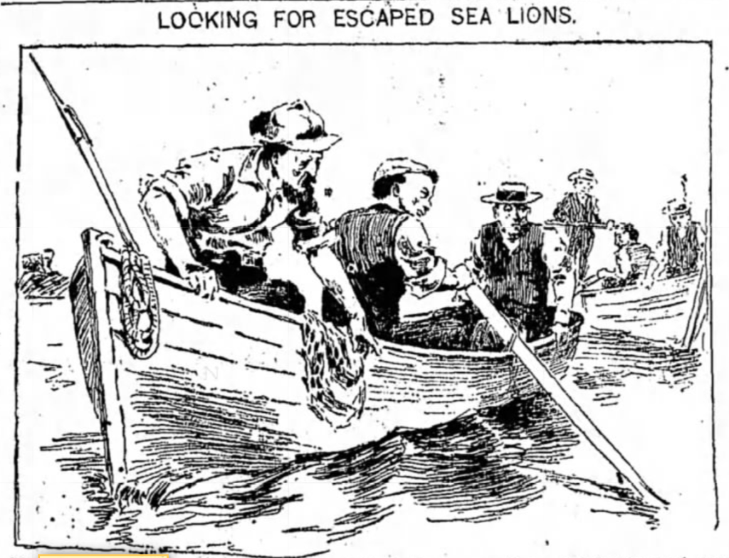 Sea Lion Hunt, Glen Island
The World, August 12, 1897