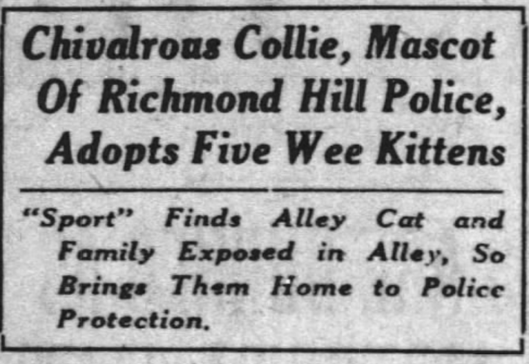Brooklyn Daily Eagle, July 30, 1924
Hero police dog, Richmond Hill, Queens