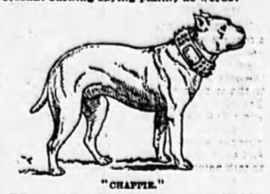 Chappie, fire dog of the Flatiron District, 1892
 The Evening World