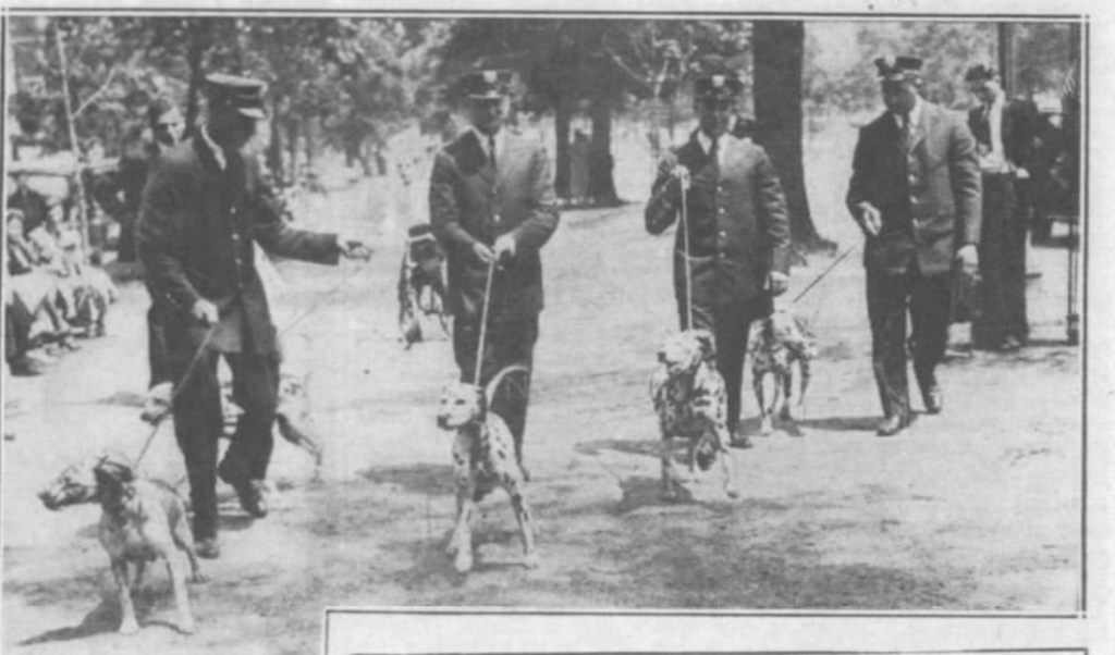 Perhaps Pal is one of these Brooklyn fire dogs, pictured here in 1935 as they march along Eastern Parkway during a parade sponsored by the American Society for the Prevention of Cruelty to Animals,