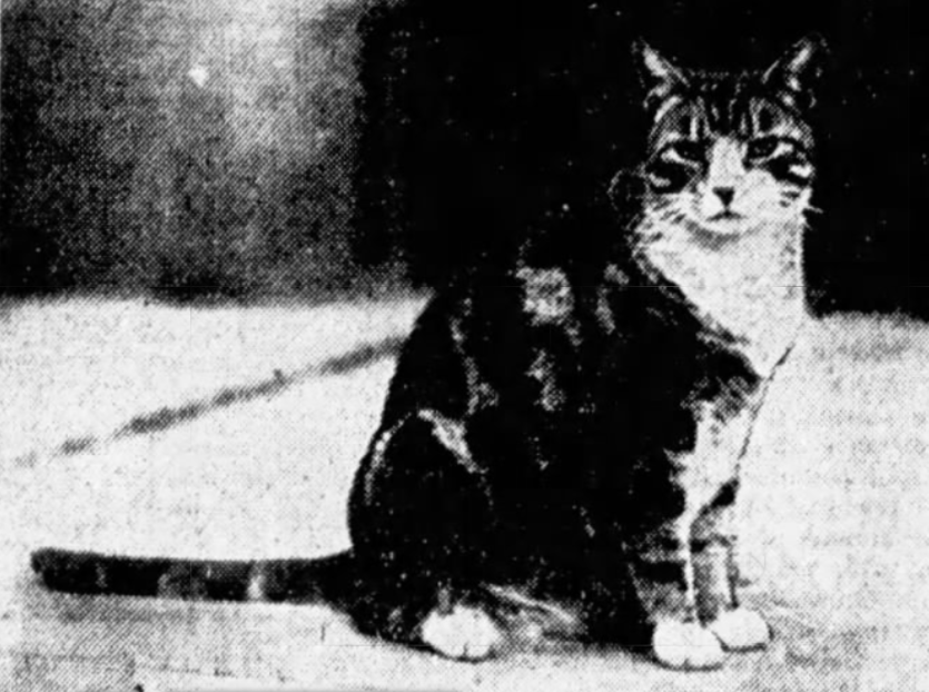 Dewey, police cat mascot of Liberty Avenue Police Precinct, Brooklyn, 1909