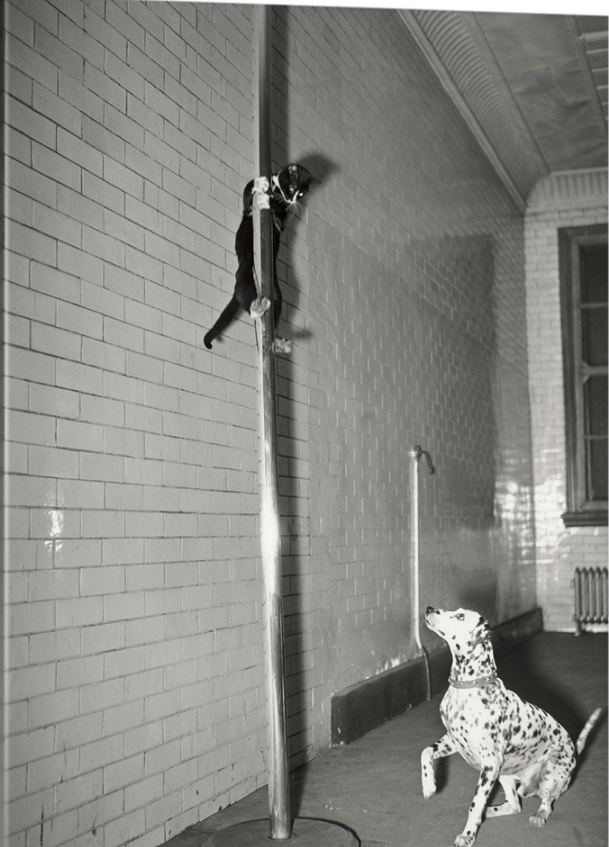 FDNY mascot Henry slides down the pole while Cappy watches, 1941.