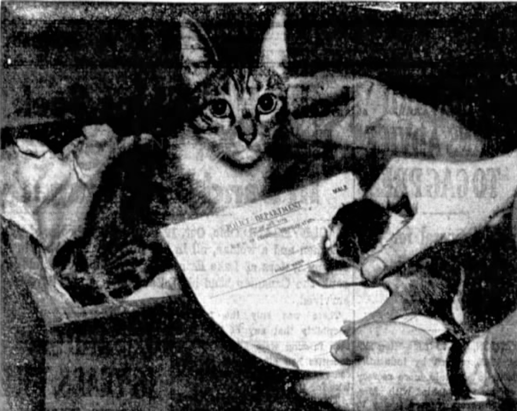 Following the birth of Tige's kittens near the fingerprint room, a detective at NYPD Police Headquarters paw-printed each one.
