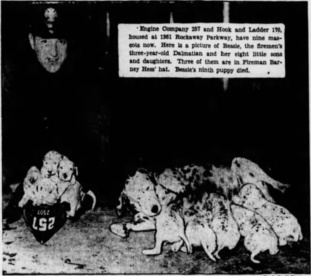 Bessie Dalmatian puppies 1936