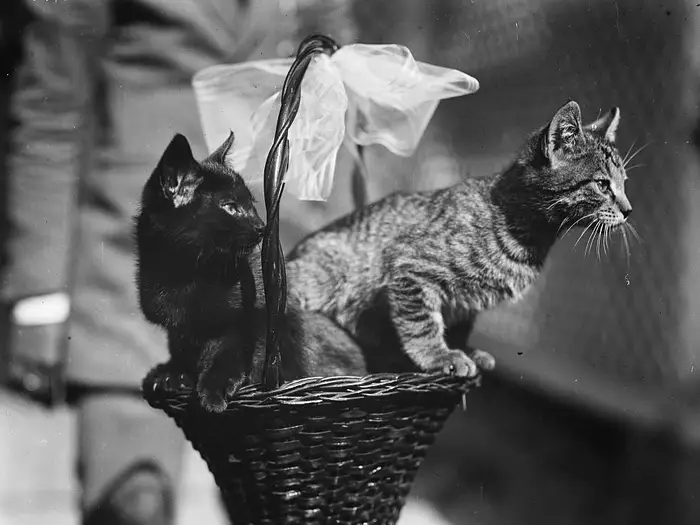 These are President Coolidge's cats, Blackie and Tiger, but they very well could have been the cats of Fire Patrol 3. 