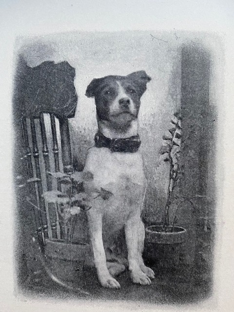 Baltimore the fire dog. From Fire Fighters and Their Pets, 1907