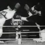 Boxing-Cats
