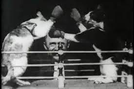 Professor Welton and his Boxing Cats. Film by Thomas Edison. 